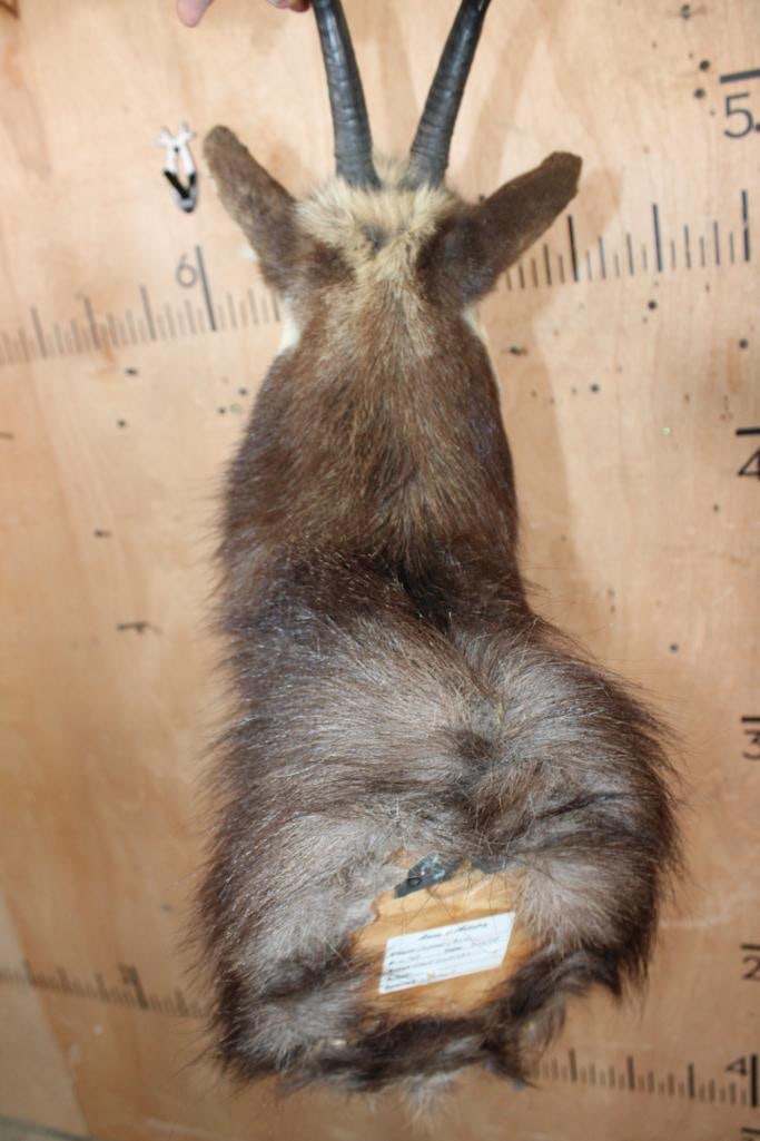 CHAMOIS Shoulder Mount - 6
