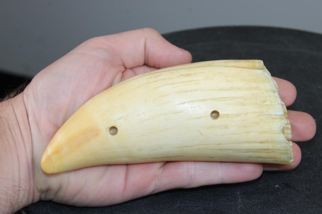 Pre 1972 Big SPERM WHALE Tooth - 2