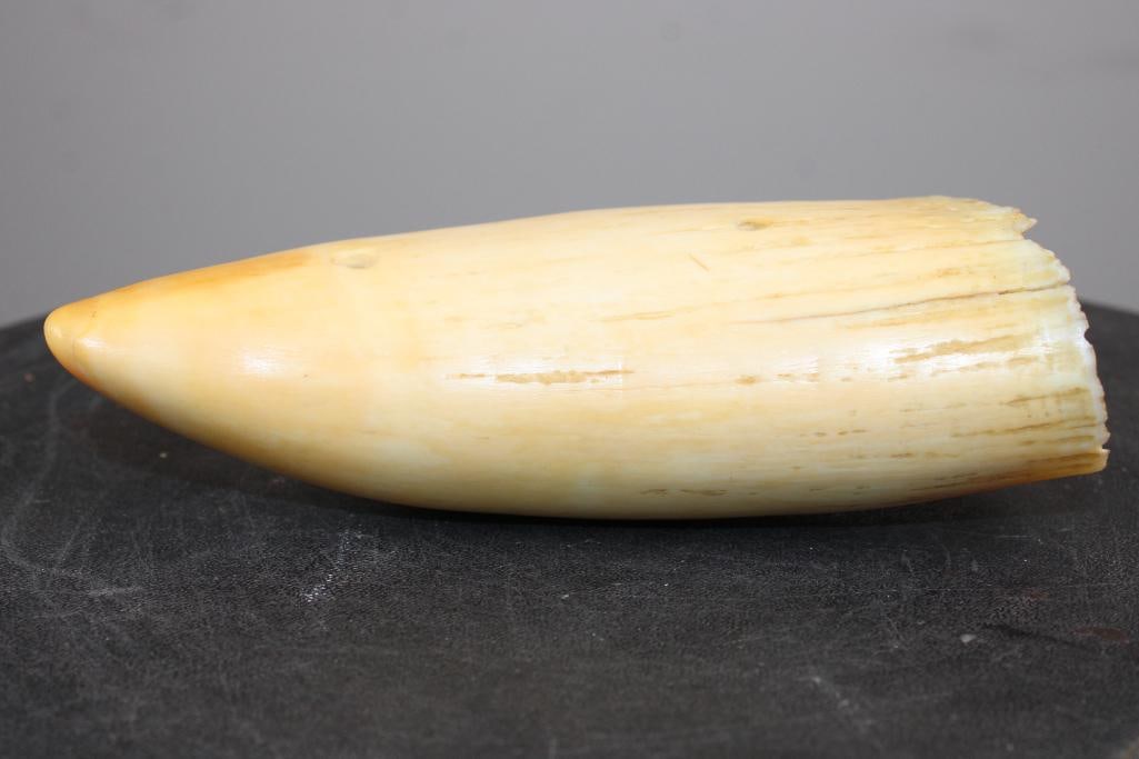 Pre 1972 Big SPERM WHALE Tooth - 4