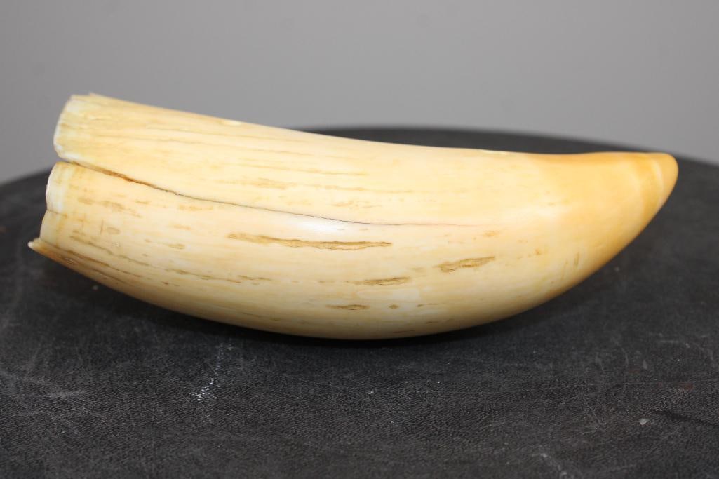 Pre 1972 Big SPERM WHALE Tooth - 5