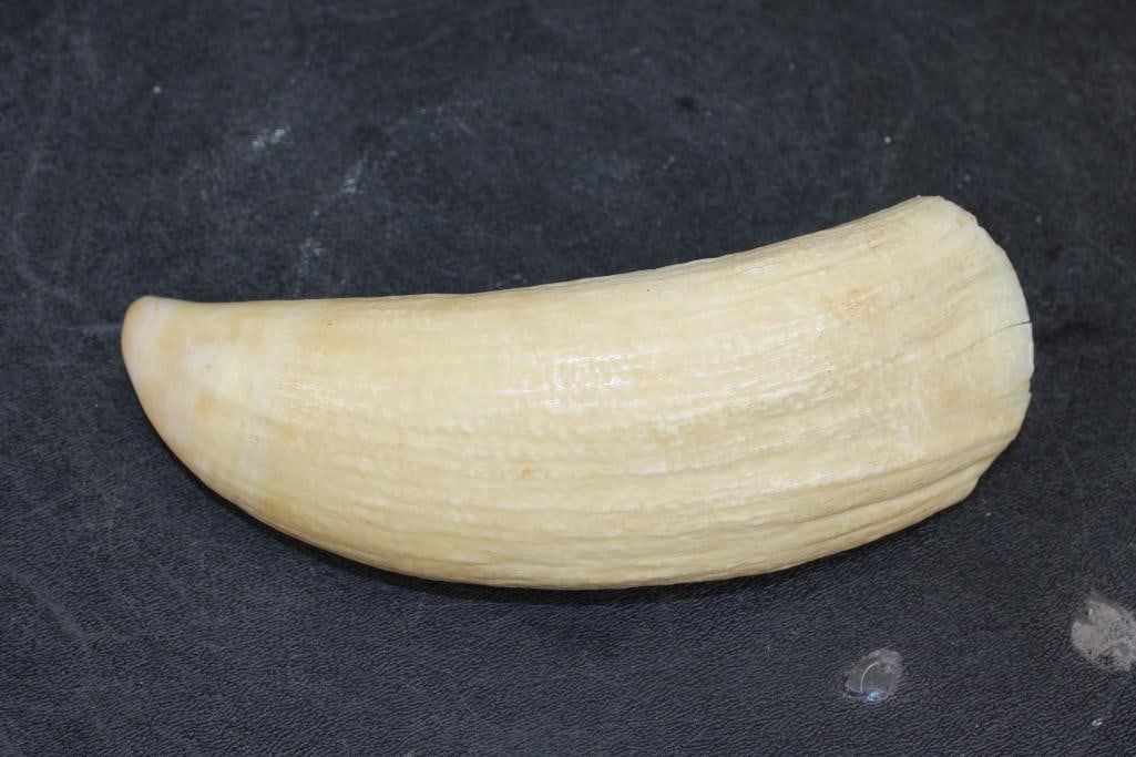 Pre 1972 Big SPERM WHALE Tooth - 7