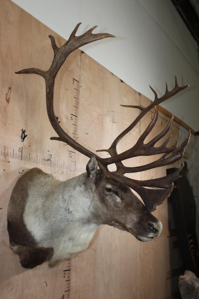 27-Point Double Shovel CARIBOU Shoulder Mount - 2