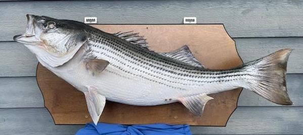 Huge *Real Skin* 30 lb BASS Fish Mount: Huge *Real Skin* BASS Fish Mount. It was 30 lbs when caught and has a great paint job. The Bass measures 35.5" Long x 11" Wide and the Wood Plaque measures 32.5" Long x 16" Wide. TAXIDERMY FISH AND