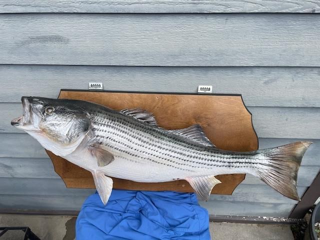 Huge *Real Skin* 30 lb BASS Fish Mount - 2
