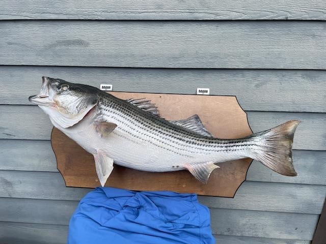 Huge *Real Skin* 30 lb BASS Fish Mount - 3