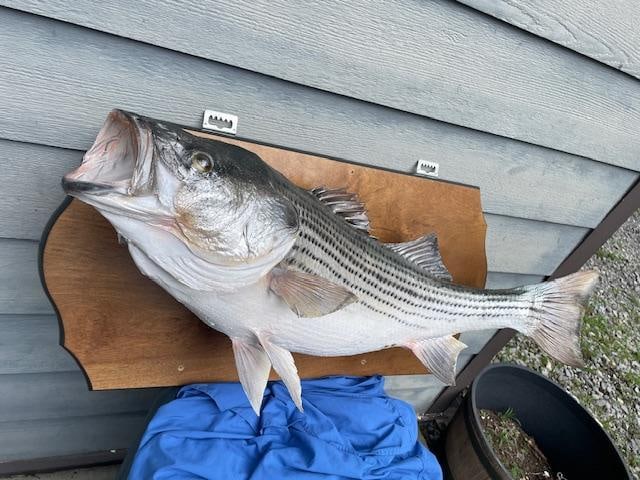 Huge *Real Skin* 30 lb BASS Fish Mount - 4