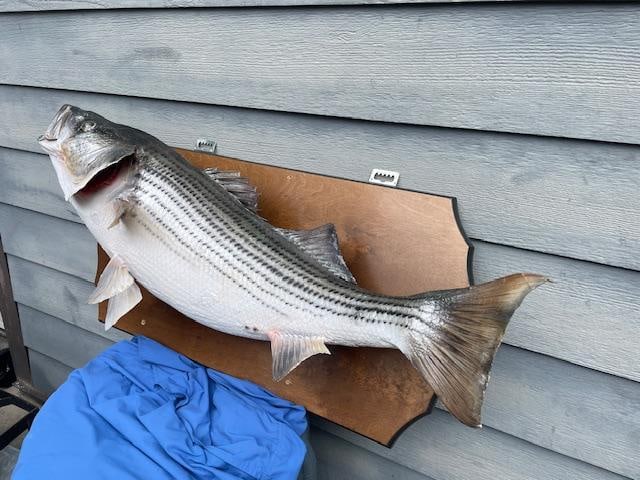 Huge *Real Skin* 30 lb BASS Fish Mount - 5