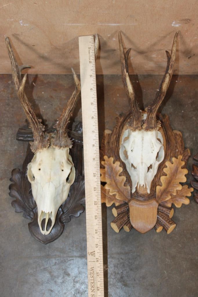 (4) Euro Cut ROE DEER Skulls on German Style Black Forest Wood Plaques - 2