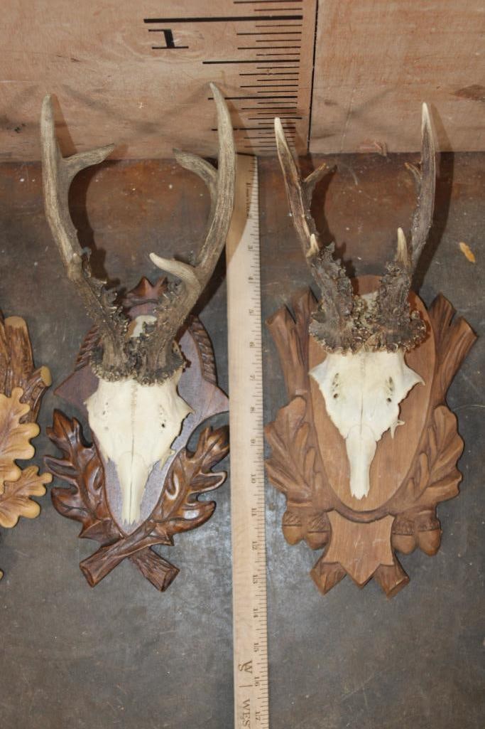 (4) Euro Cut ROE DEER Skulls on German Style Black Forest Wood Plaques - 3
