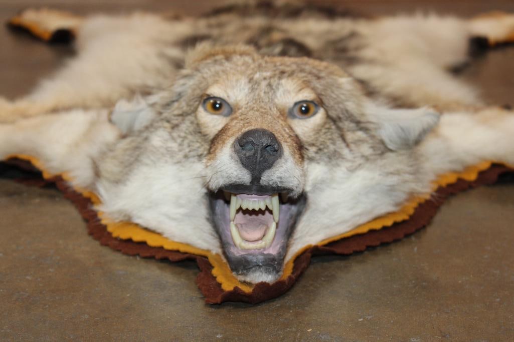 COYOTE Rug with its Mounted Head and a Double Felted Backing - 2