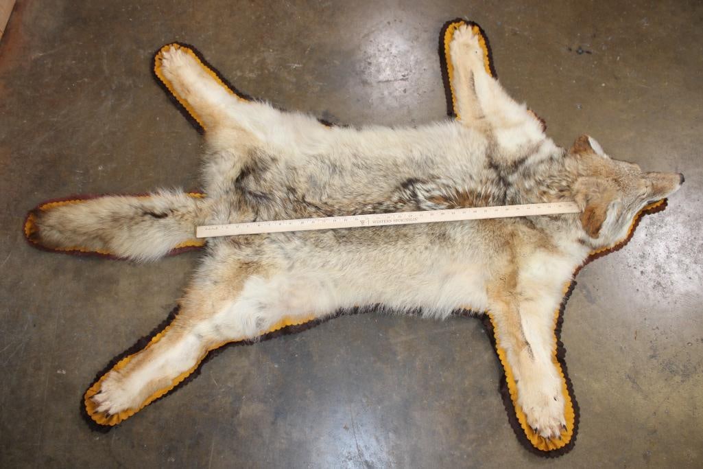 COYOTE Rug with its Mounted Head and a Double Felted Backing - 3