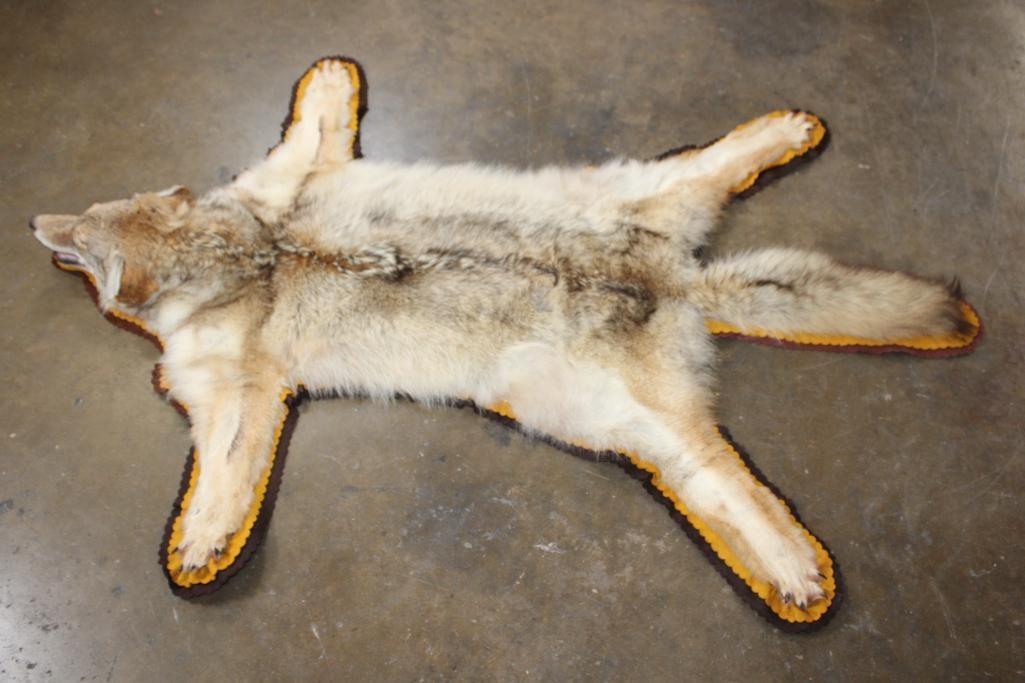 COYOTE Rug with its Mounted Head and a Double Felted Backing - 4