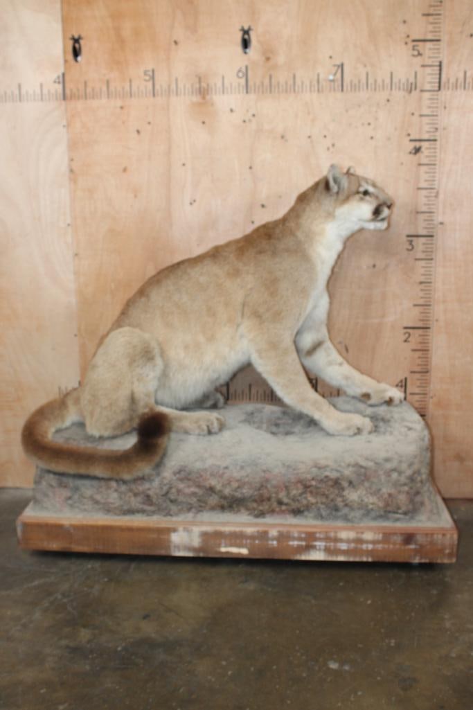 Life-sized MOUNTAIN LION or COUGAR on a Rock Base with Wheels - 2