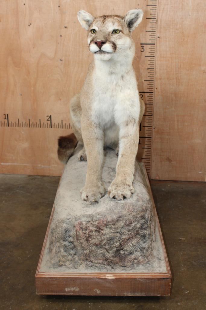 Life-sized MOUNTAIN LION or COUGAR on a Rock Base with Wheels - 4