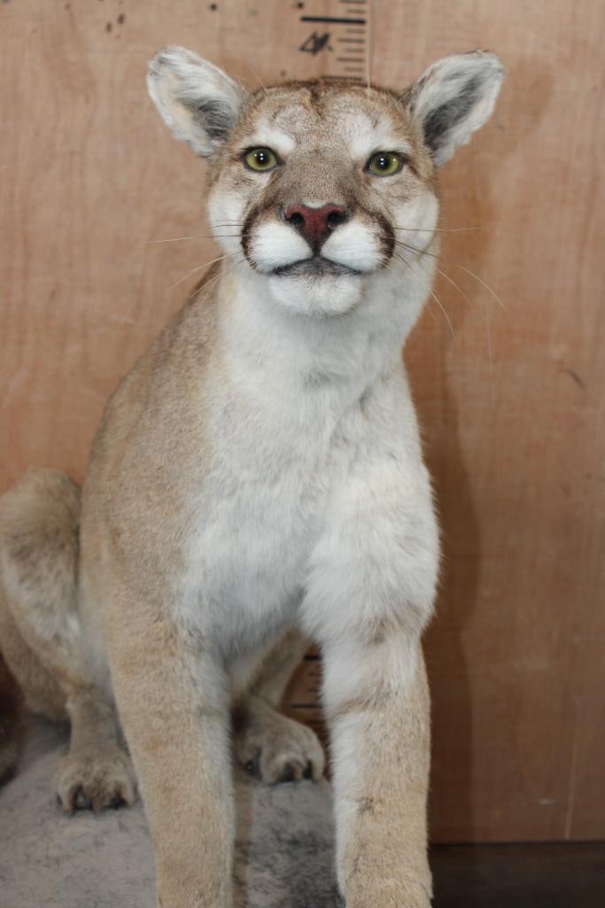 Life-sized MOUNTAIN LION or COUGAR on a Rock Base with Wheels - 5