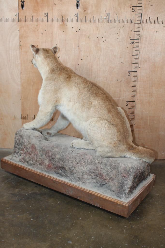 Life-sized MOUNTAIN LION or COUGAR on a Rock Base with Wheels - 6