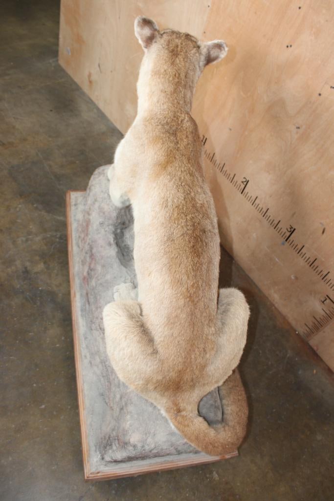 Life-sized MOUNTAIN LION or COUGAR on a Rock Base with Wheels - 7