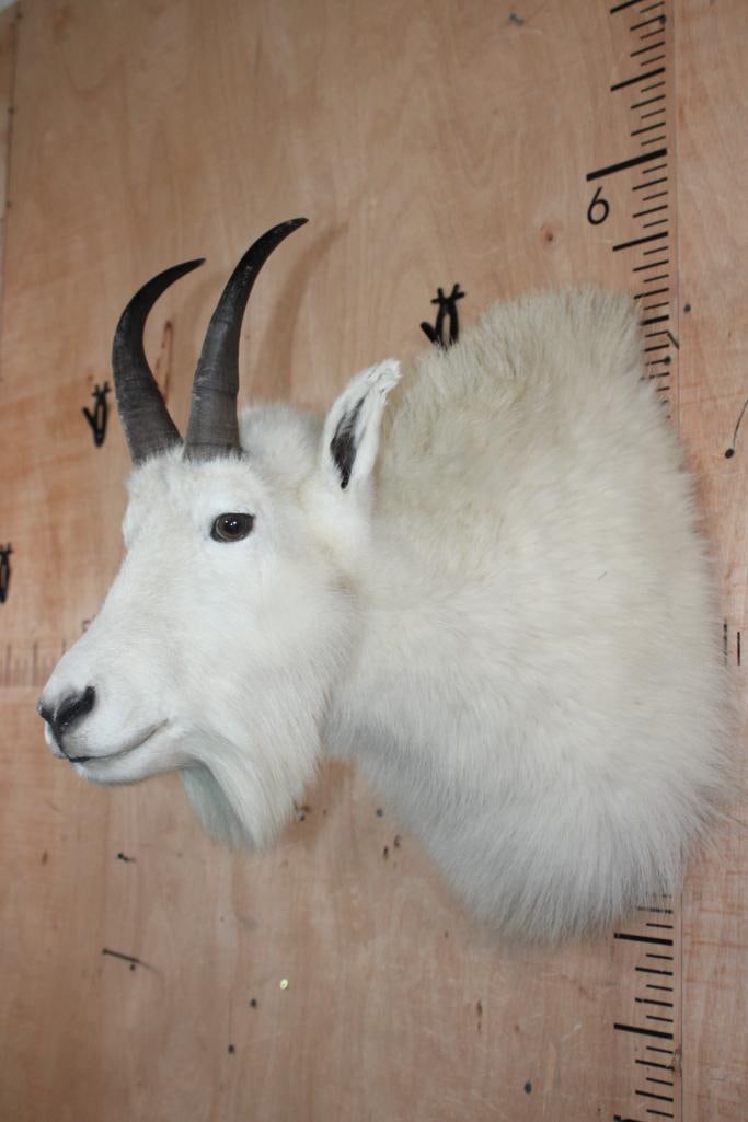 Big MOUNTAIN GOAT Shoulder Mount - 2