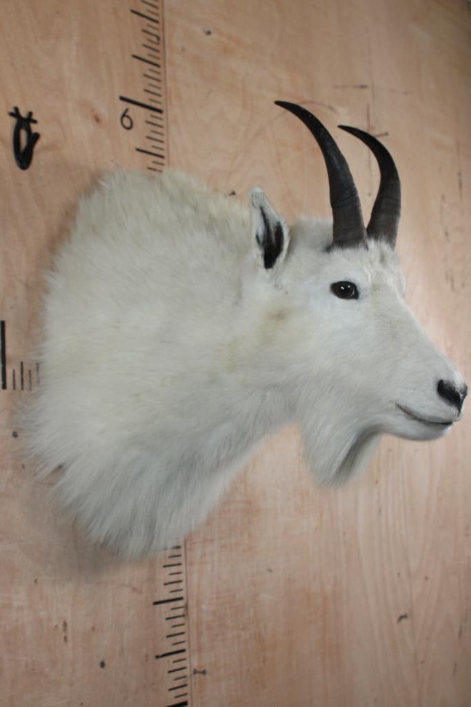 Big MOUNTAIN GOAT Shoulder Mount - 3