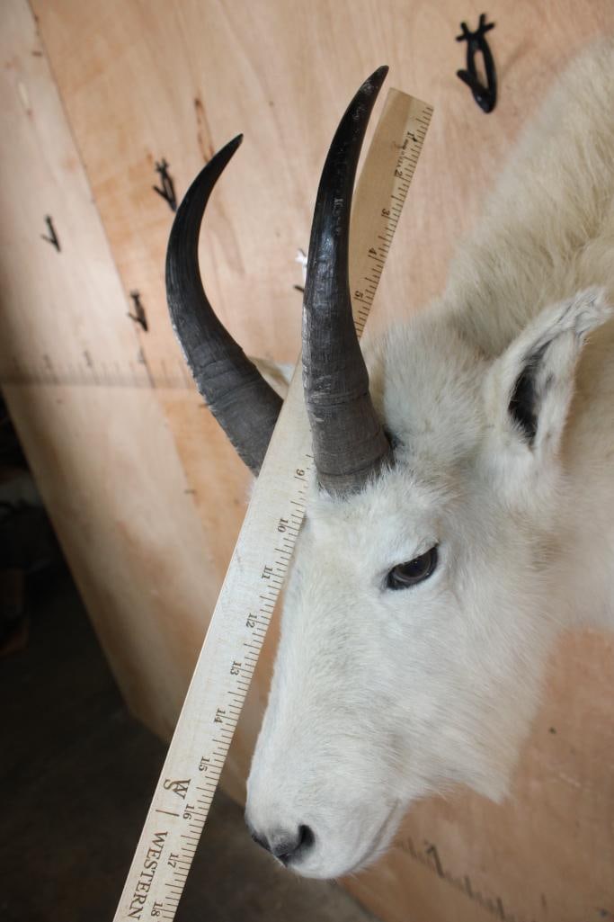 Big MOUNTAIN GOAT Shoulder Mount - 4