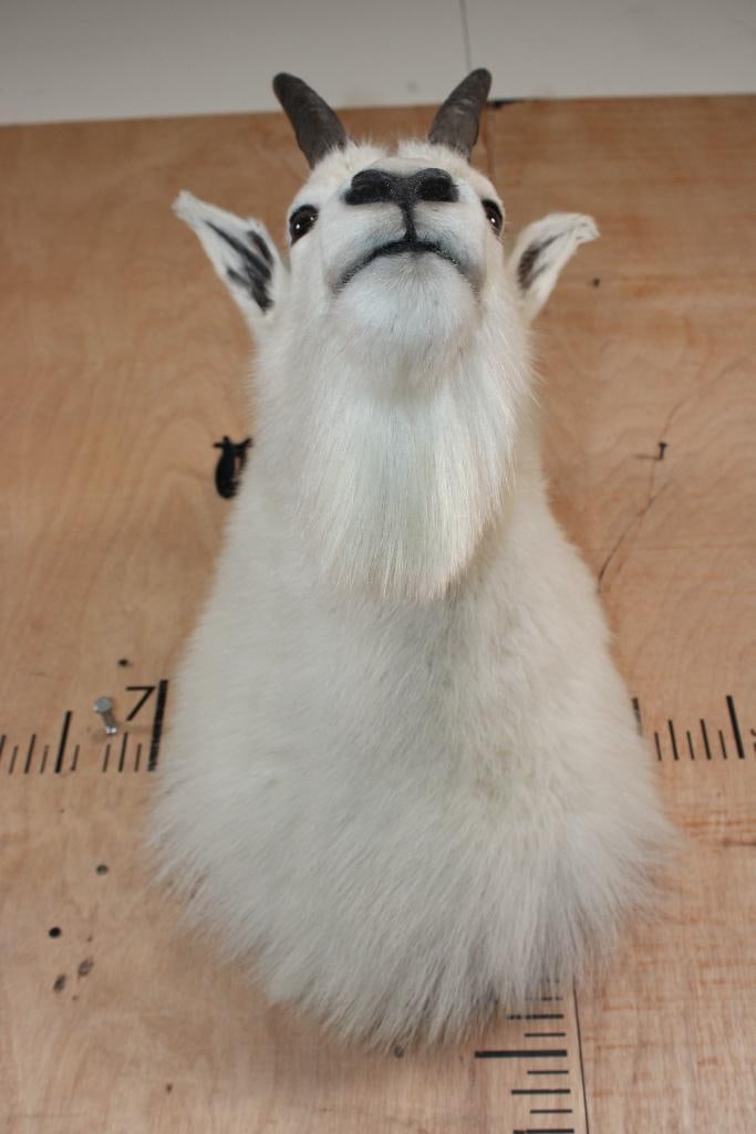Big MOUNTAIN GOAT Shoulder Mount - 5