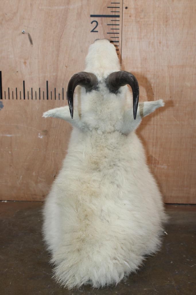Big MOUNTAIN GOAT Shoulder Mount - 6