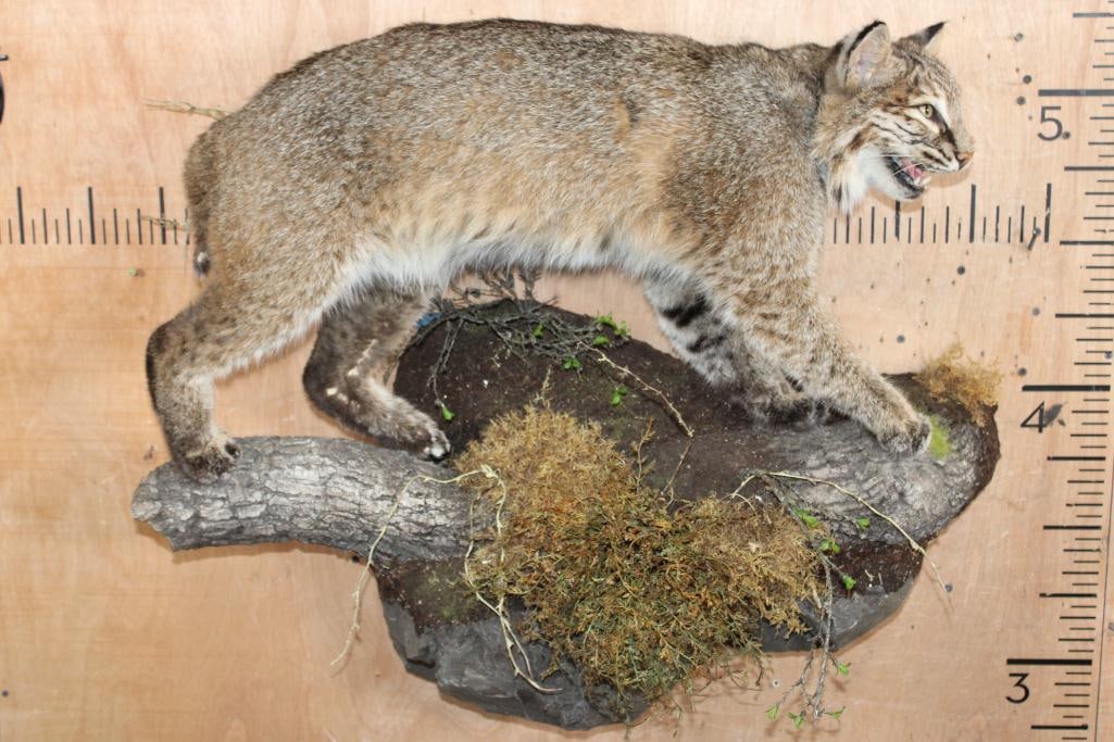 Life-sized BOBCAT on a Decorative Log Wall Base - 2