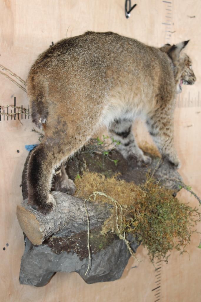 Life-sized BOBCAT on a Decorative Log Wall Base - 3