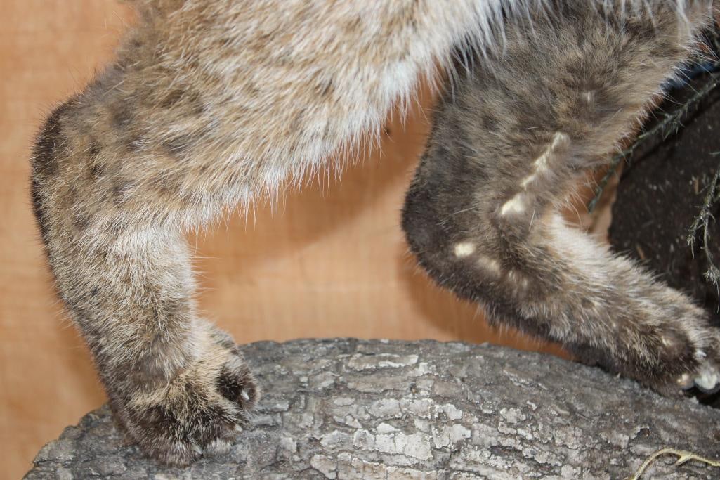 Life-sized BOBCAT on a Decorative Log Wall Base - 5