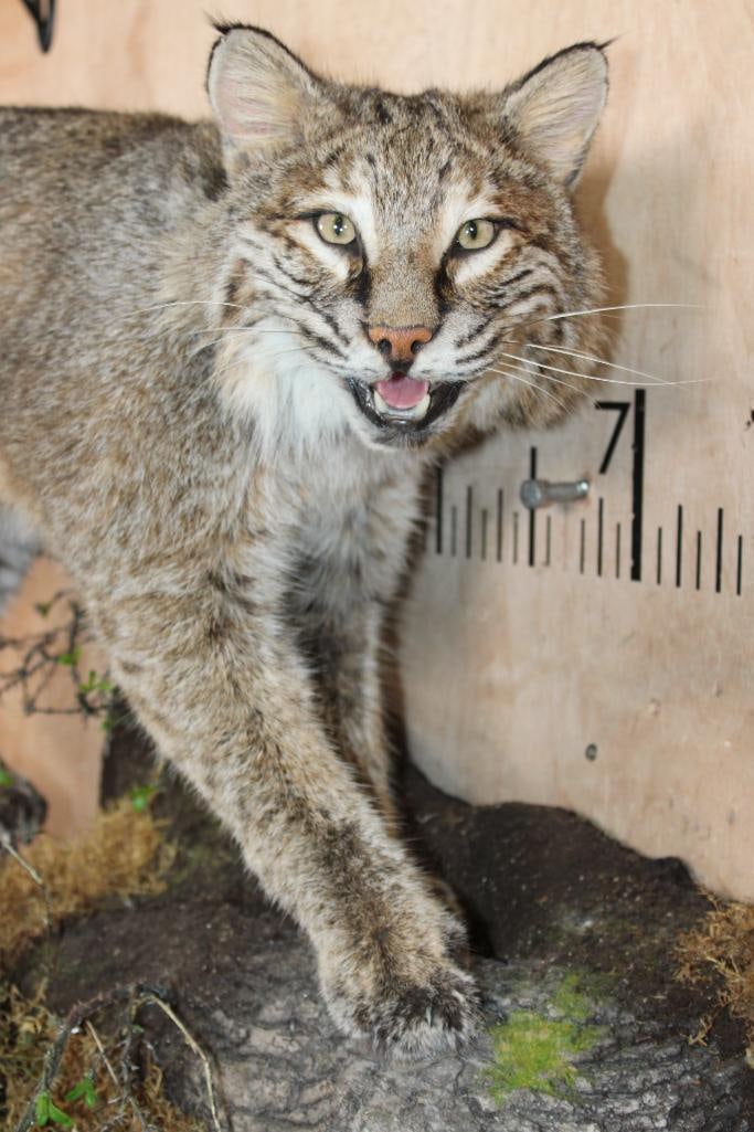 Life-sized BOBCAT on a Decorative Log Wall Base - 6