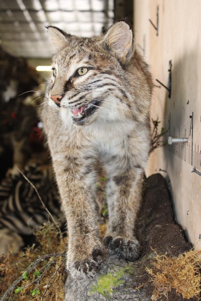 Life-sized BOBCAT on a Decorative Log Wall Base - 7
