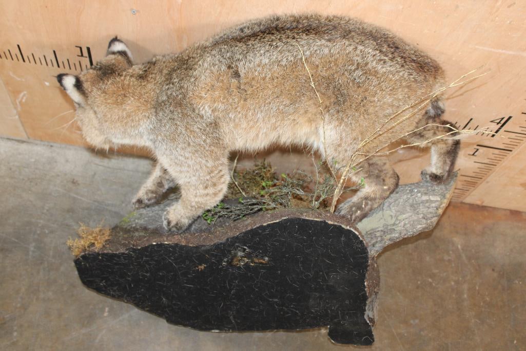 Life-sized BOBCAT on a Decorative Log Wall Base - 8