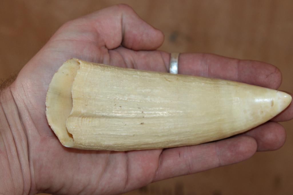 Pre 1972 SPERM WHALE Tooth - 2