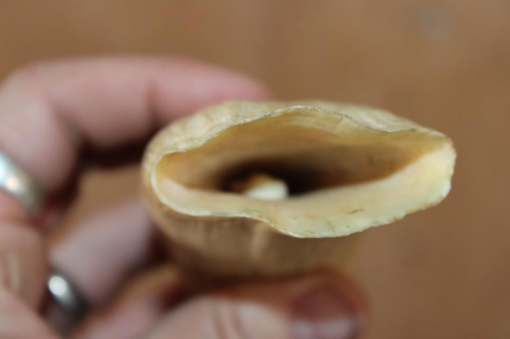 Pre 1972 SPERM WHALE Tooth - 3