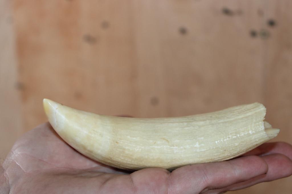 Pre 1972 SPERM WHALE Tooth - 4