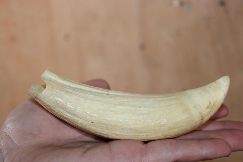 Pre 1972 SPERM WHALE Tooth - 5