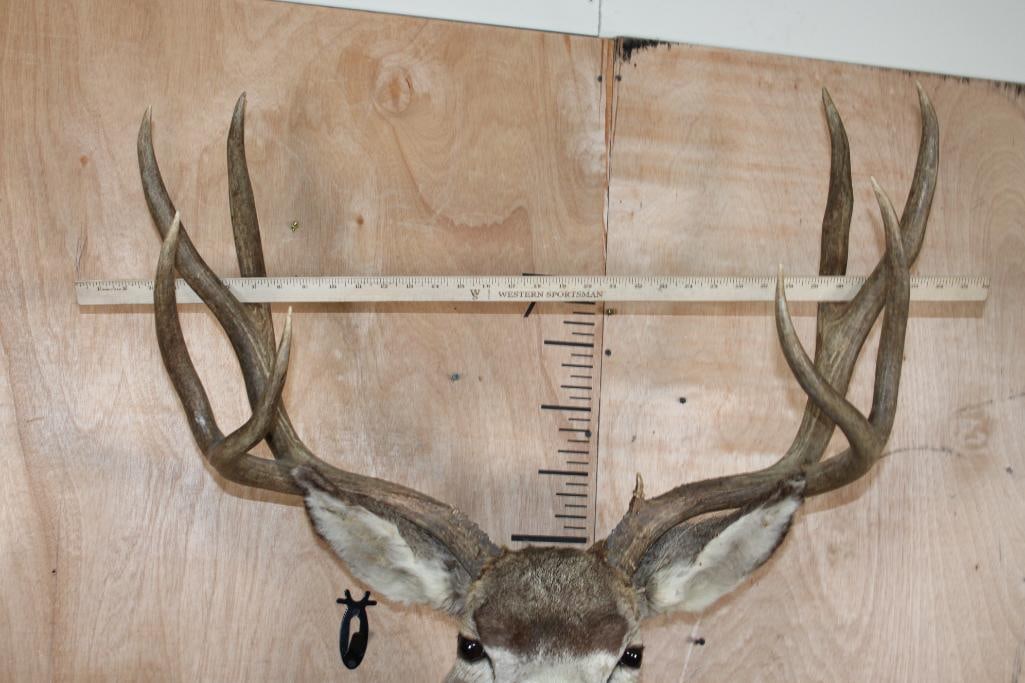 9-Point MULE DEER Shoulder Mount - 2