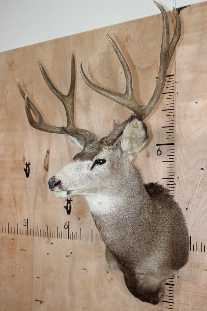 9-Point MULE DEER Shoulder Mount - 3