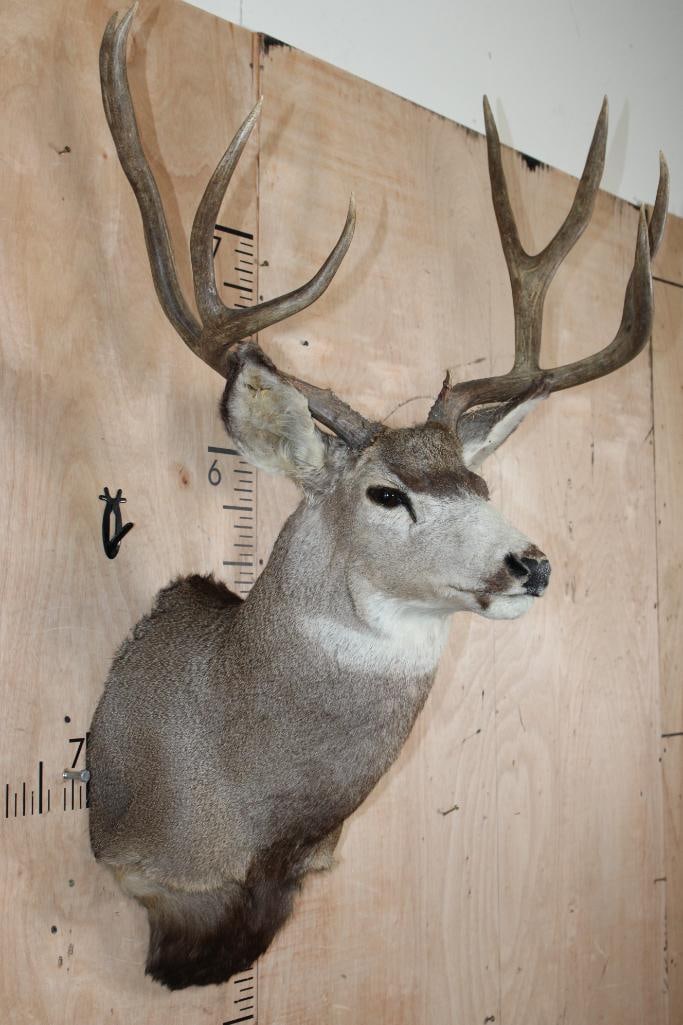 9-Point MULE DEER Shoulder Mount - 4