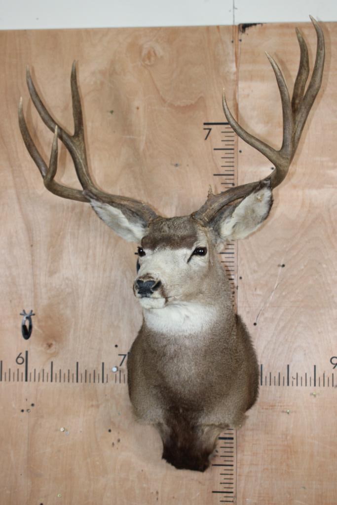 9-Point MULE DEER Shoulder Mount - 5