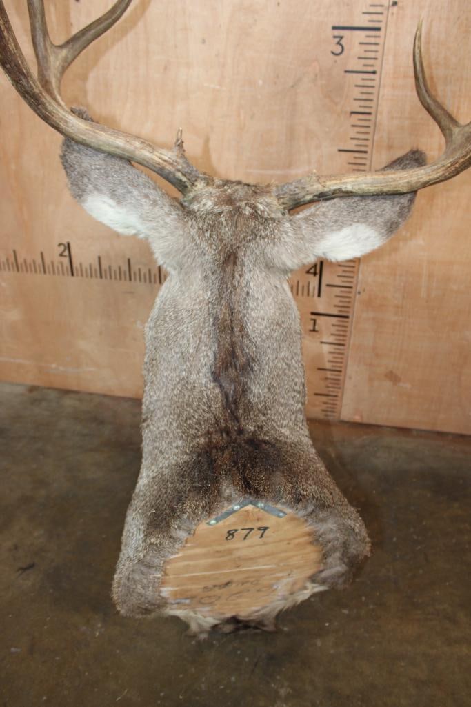 9-Point MULE DEER Shoulder Mount - 6