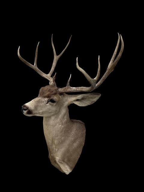 Huge 5 x 5 "Arizona Strip" MULE DEER Shoulder Mount - 2