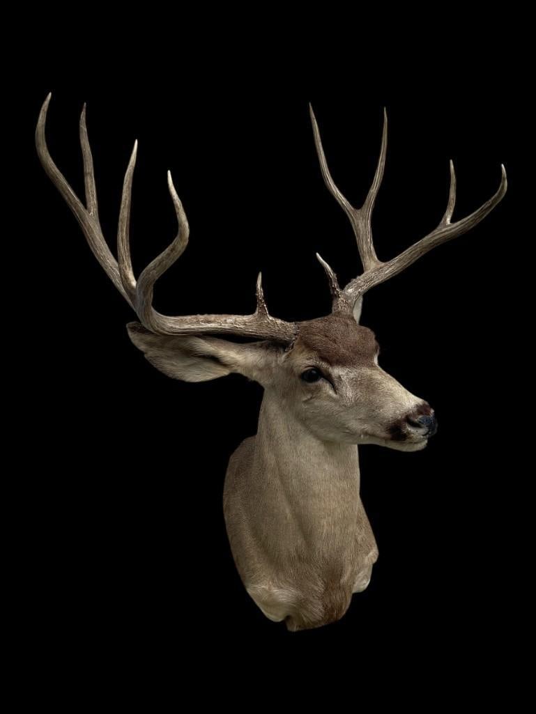 Huge 5 x 5 "Arizona Strip" MULE DEER Shoulder Mount - 3