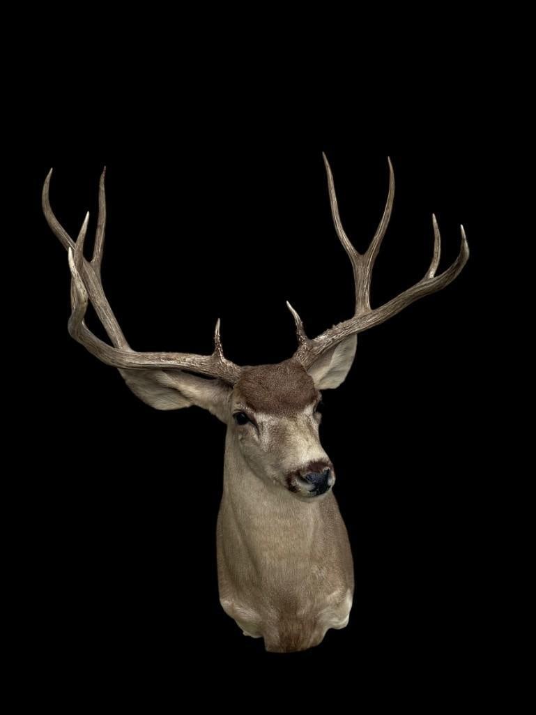Huge 5 x 5 "Arizona Strip" MULE DEER Shoulder Mount - 4