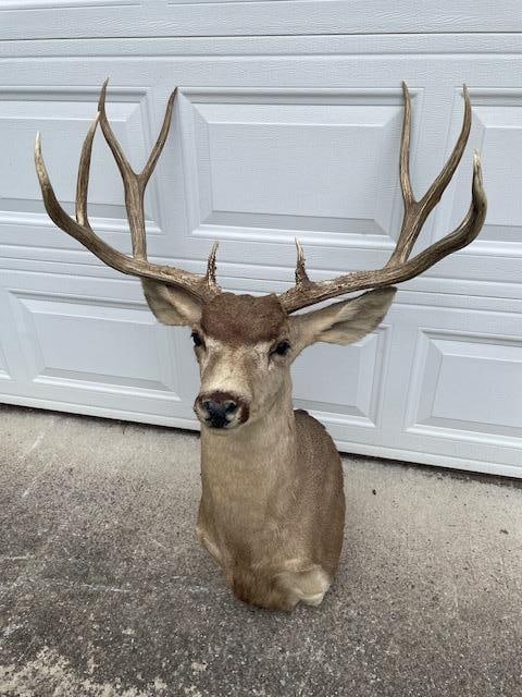 Huge 5 x 5 "Arizona Strip" MULE DEER Shoulder Mount - 5