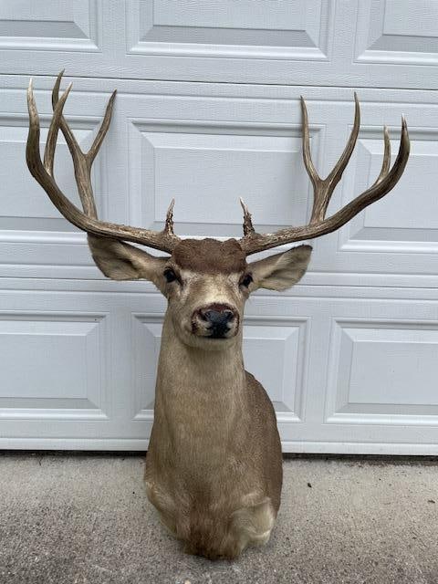 Huge 5 x 5 "Arizona Strip" MULE DEER Shoulder Mount - 6