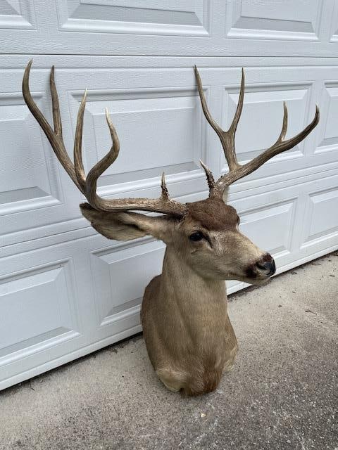 Huge 5 x 5 "Arizona Strip" MULE DEER Shoulder Mount - 7