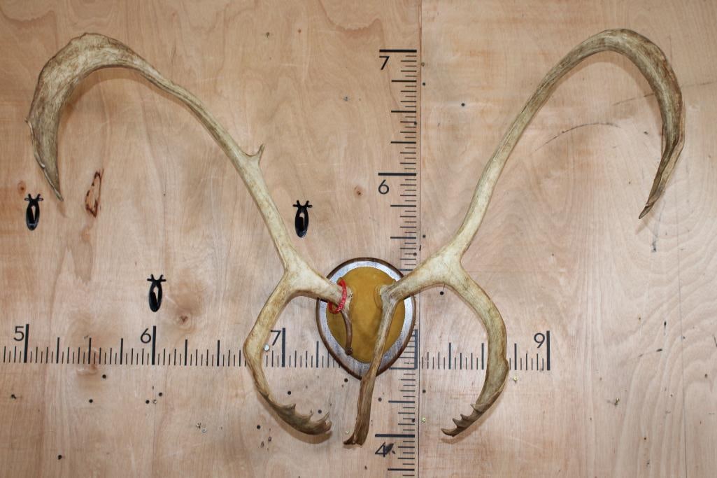 Big CARIBOU Antler Rack on a Walnut Plaque (1 of 5)