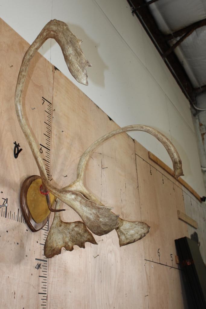 Big CARIBOU Antler Rack on a Walnut Plaque - 2