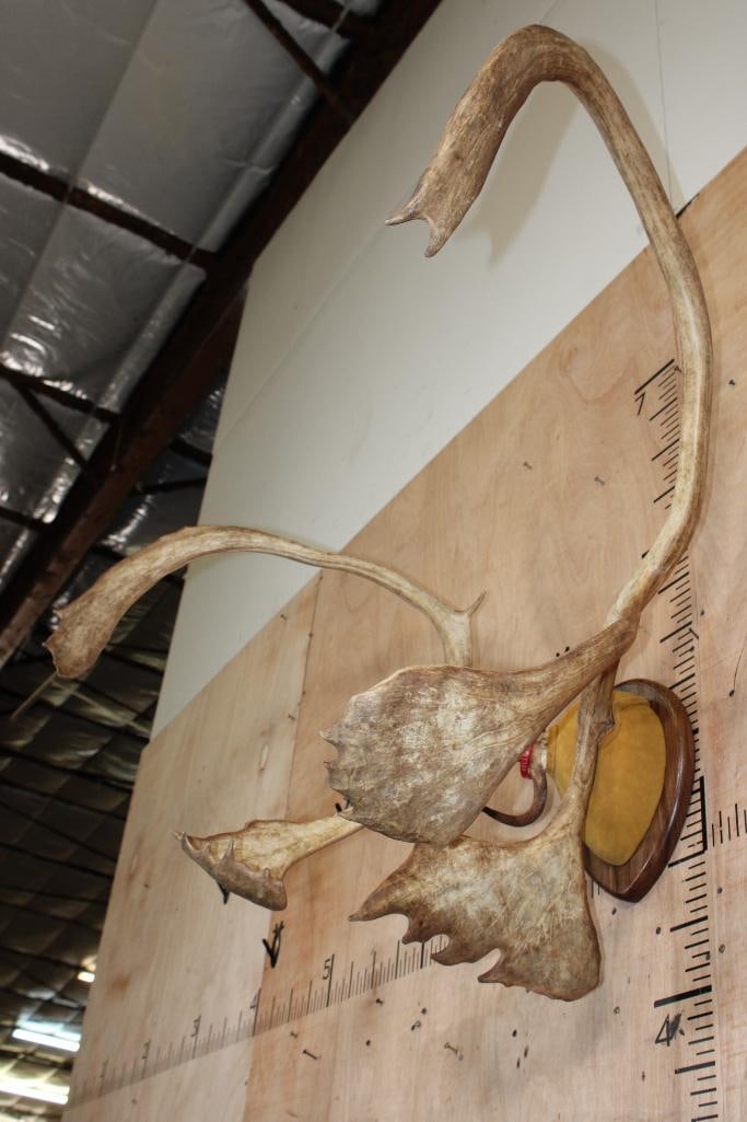 Big CARIBOU Antler Rack on a Walnut Plaque - 3